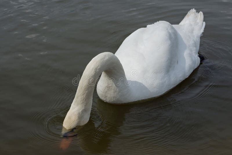 Il cigno bianco con è capo sotto l'acqua Cigno bianco sul lago immagine stock libera da diritti Il cigno bianco con è capo sotto l'acqua Cigno bianco sul lago immagine stock libera da diritti