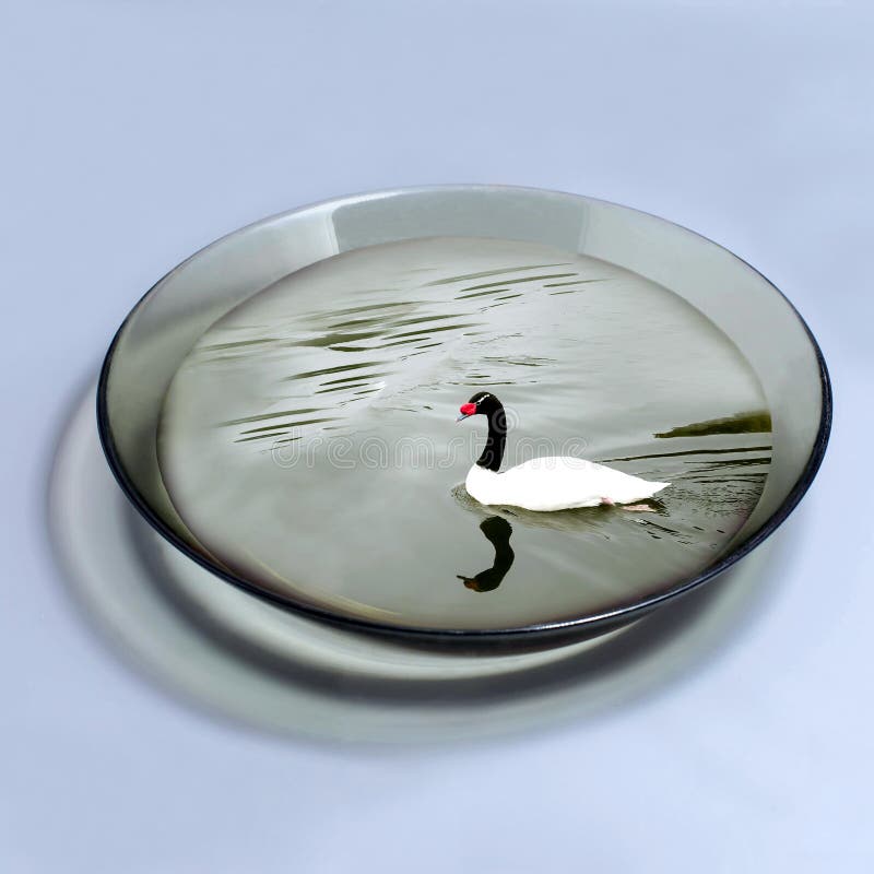 il cigno Nero-con il collo galleggia in ciotola con acqua immagine stock il cigno Nero-con il collo galleggia in ciotola con acqua immagine stock