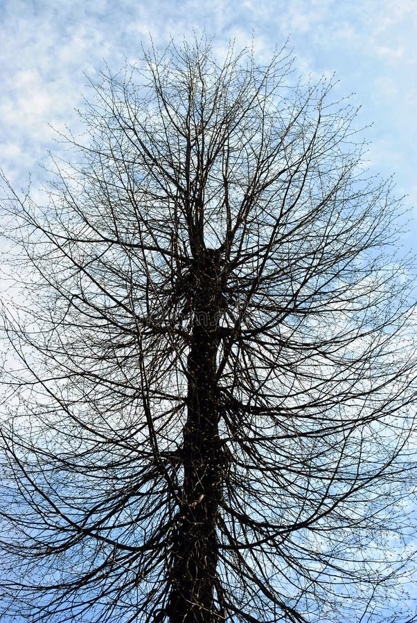 Il cilindro ha modellato la siluetta tagliata dell'albero, rami senza foglie, sul fondo nuvoloso blu del cielo della molla immagini stock Il cilindro ha modellato la siluetta tagliata dell'albero, rami senza foglie, sul fondo nuvoloso blu del cielo della molla immagini stock