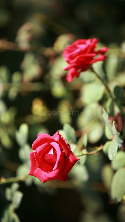 Il cinese è aumentato fotografia stock Il cinese è aumentato fotografia stock