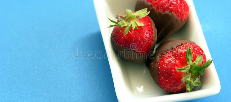 Three chocolate dipped strawberries in a white dish on a blue foam background. Three chocolate dipped strawberries in a white dish on a blue foam background