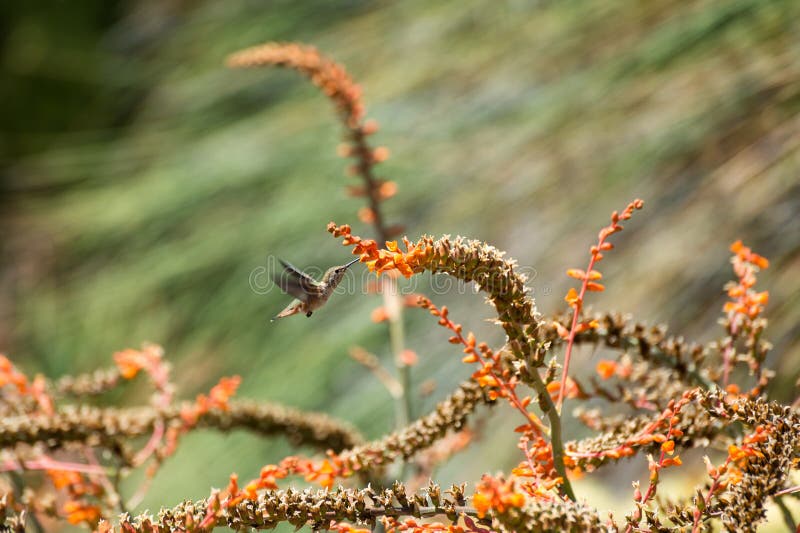 Il colibrì del ` s di Anna che si alimenta l'aloe vera fiorisce immagini stock Il colibrì del ` s di Anna che si alimenta l'aloe vera fiorisce immagini stock