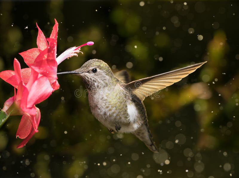 Il colibrì femminile visita il fiore nella tempesta della neve immagini stock libere da diritti Il colibrì femminile visita il fiore nella tempesta della neve immagini stock libere da diritti
