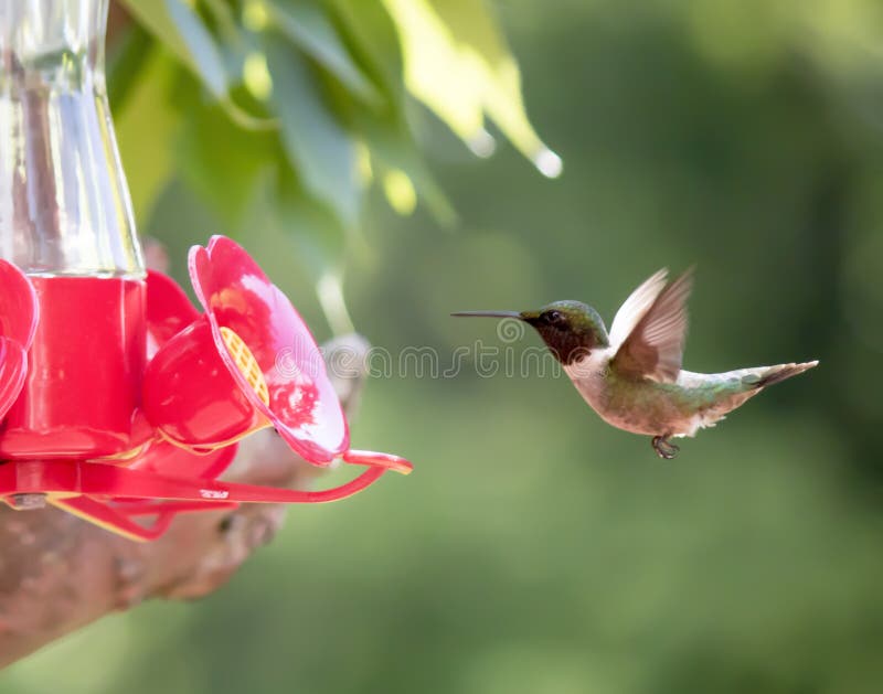 Il colibrì Rubino-Throated si avvicina all'alimentatore fotografia stock Il colibrì Rubino-Throated si avvicina all'alimentatore fotografia stock