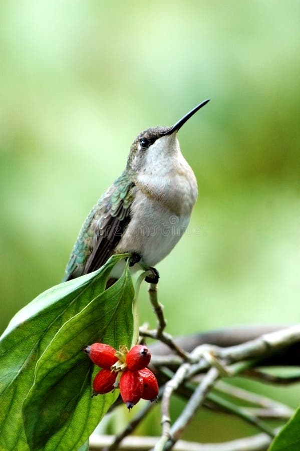 Il colibrì si è appollaiato sulla filiale