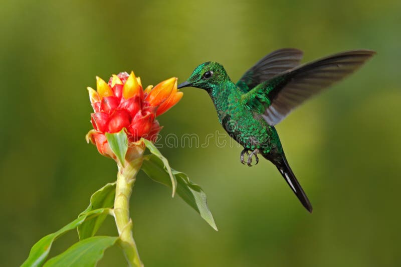 Il colibrì verde Verde-ha incoronato brillante, jacula di Heliodoxa, dal volo di Costa Rica accanto al bello fiore rosso con chia