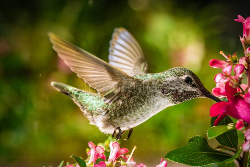 Il colibrì visita i fiori rosa fotografia stock Il colibrì visita i fiori rosa fotografia stock