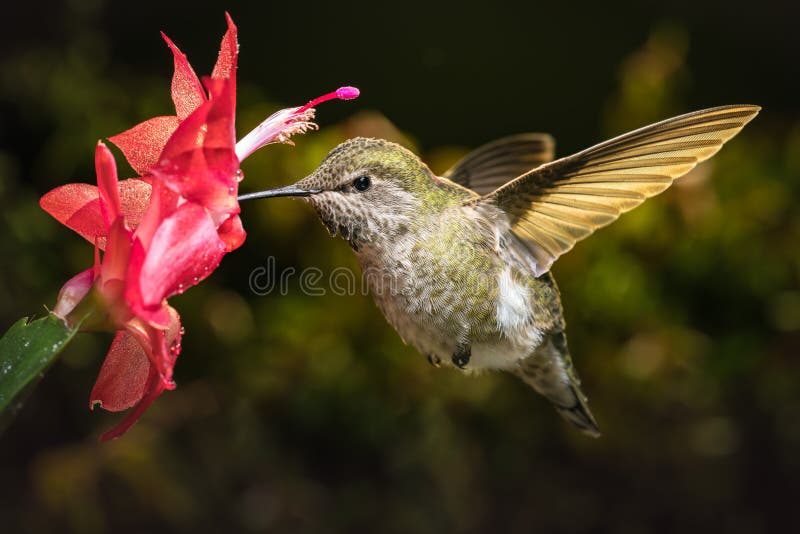 Il colibrì visita il suo fiore rosso favorito fotografia stock Il colibrì visita il suo fiore rosso favorito fotografia stock