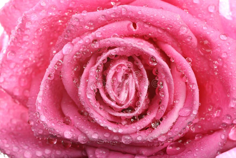 Il colore rosa è aumentato con rugiada fotografia stock Il colore rosa è aumentato con rugiada fotografia stock