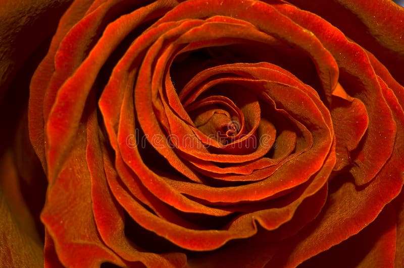 il colore rosso dorato è aumentato immagini stock il colore rosso dorato è aumentato immagini stock