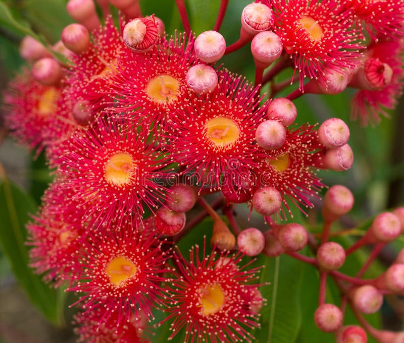 Il colore rosso fiorisce l'eucalyptus dell'albero di gomma