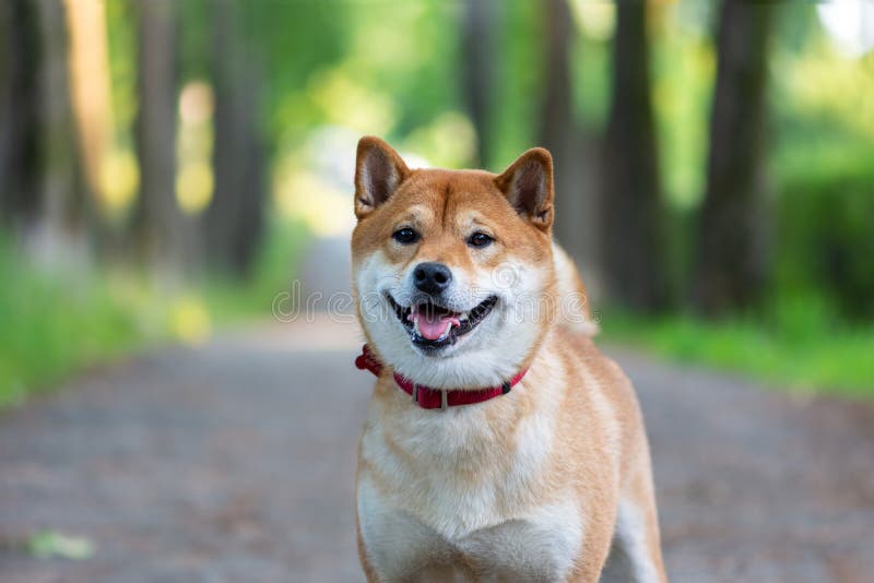 Il colore rosso Shiba Inu del cane giapponese sta sulla strada e sui sorrisi Il concetto della lunga strada fotografie stock Il colore rosso Shiba Inu del cane giapponese sta sulla strada e sui sorrisi Il concetto della lunga strada fotografie stock