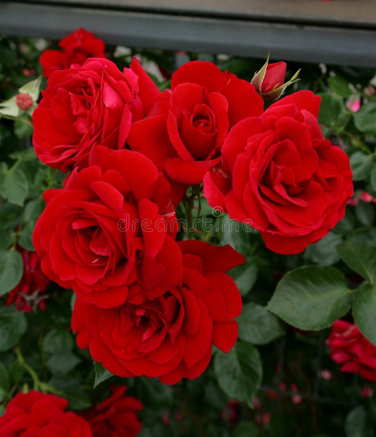 Il colore rosso è aumentato fotografia stock Il colore rosso è aumentato fotografia stock
