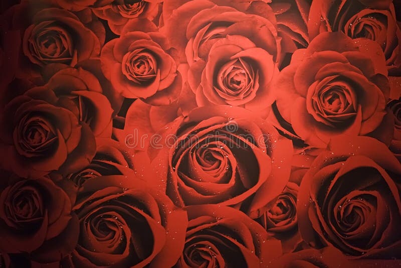 Il colore rosso è aumentato immagine stock libera da diritti Il colore rosso è aumentato immagine stock libera da diritti