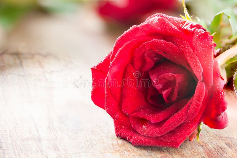 Il colore rosso è aumentato fotografie stock libere da diritti Il colore rosso è aumentato fotografie stock libere da diritti