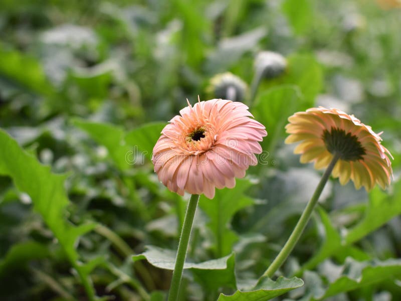 Margherita Di Rossi Carmini Del Fiore Del Giardino Isolata Su Fondo Bianco Primo Piano Macro ...