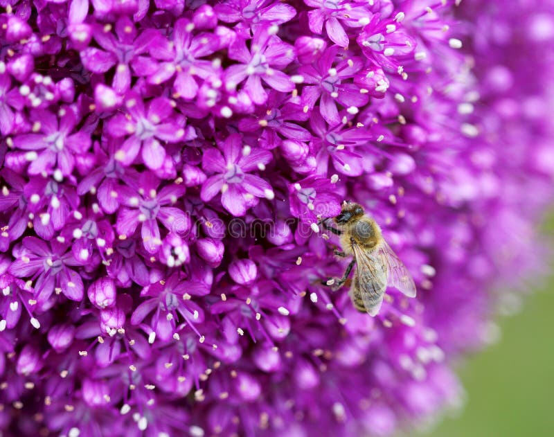 Il colpo rotondo luminoso di macro del fiore di alium immagini stock Il colpo rotondo luminoso di macro del fiore di alium immagini stock