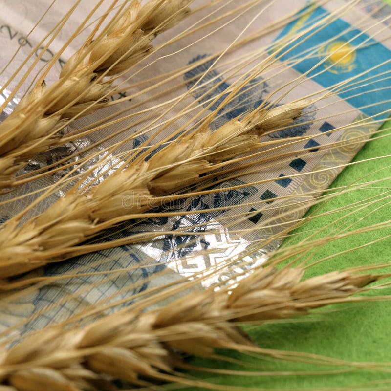 Il concetto di cambiamento del prezzo di grano nel Kazakistan Primo piano Tre spighette di grano si trovano sui precedenti di una fotografie stock libere da diritti Il concetto di cambiamento del prezzo di grano nel Kazakistan Primo piano Tre spighette di grano si trovano sui precedenti di una fotografie stock libere da diritti