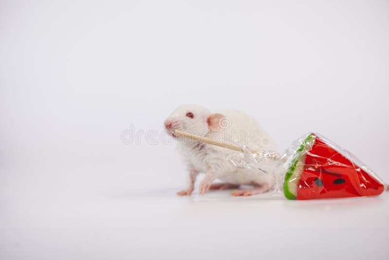 Il concetto di denti sani Ratto con caramelle nei denti fotografie stock Il concetto di denti sani Ratto con caramelle nei denti fotografie stock