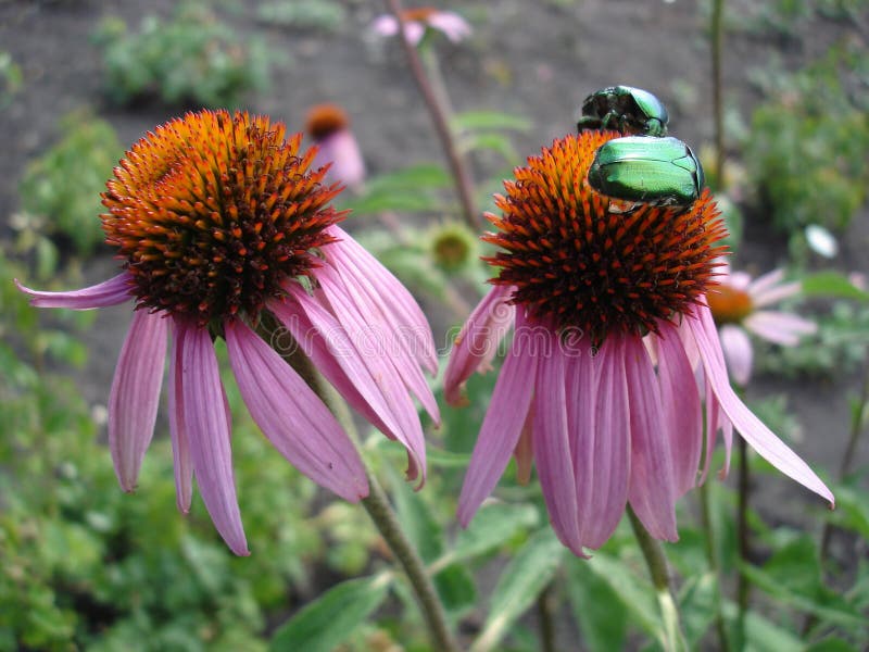 Il coneflower porpora orientale fiorisce (rudbeckia) con gli scarabei verdi del rinforzo immagini stock Il coneflower porpora orientale fiorisce (rudbeckia) con gli scarabei verdi del rinforzo immagini stock