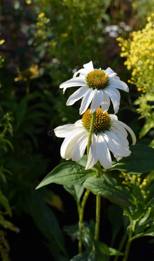 Il conifere WHITE ECHINACEA è un'erbe medica che stimola il sistema immunitario, erbe di medicina naturale Foto di due fiori gro fotografie stock Il conifere WHITE ECHINACEA è un'erbe medica che stimola il sistema immunitario, erbe di medicina naturale Foto di due fiori gro fotografie stock