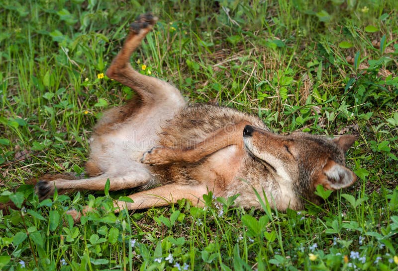Il coyote (latrans del canis) ozia nell'erba immagini stock libere da diritti Il coyote (latrans del canis) ozia nell'erba immagini stock libere da diritti
