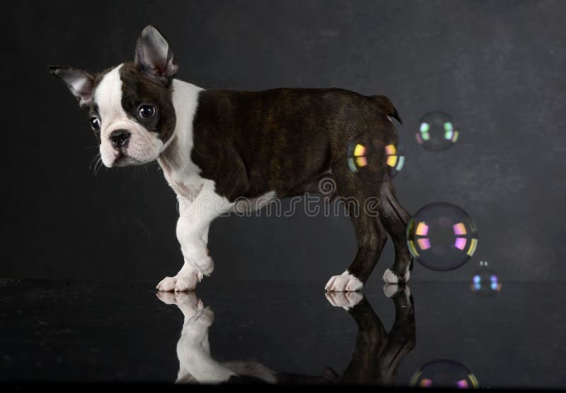 Il cucciolo Boston Terrier gioca con le bolle in uno studio della foto immagini stock Il cucciolo Boston Terrier gioca con le bolle in uno studio della foto immagini stock