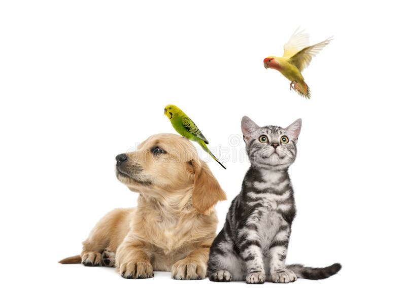 Il cucciolo del golden retriever che si trova con un Parakeet si è appollaiato sulla sua testa