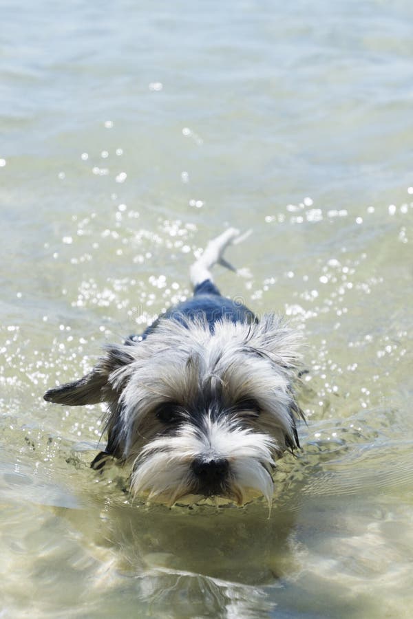 Il cucciolo di cane dell'Yorkshire terrier di Biewer nuota in un mare cristallino fotografia stock Il cucciolo di cane dell'Yorkshire terrier di Biewer nuota in un mare cristallino fotografia stock