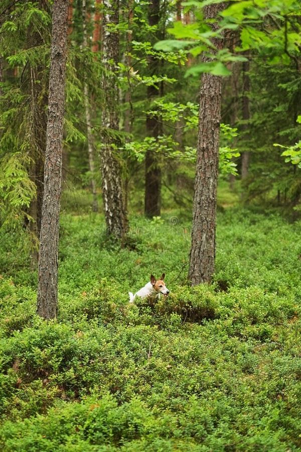 Il cucciolo di Jack Russell di avventura passa la foresta immagini stock libere da diritti Il cucciolo di Jack Russell di avventura passa la foresta immagini stock libere da diritti