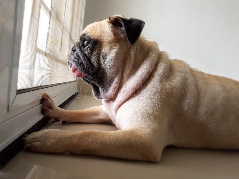 Il cucciolo sveglio del cane del carlino è si siede ed il proprietario aspettante porta per giocare fuori alla porta immagini stock libere da diritti Il cucciolo sveglio del cane del carlino è si siede ed il proprietario aspettante porta per giocare fuori alla porta immagini stock libere da diritti
