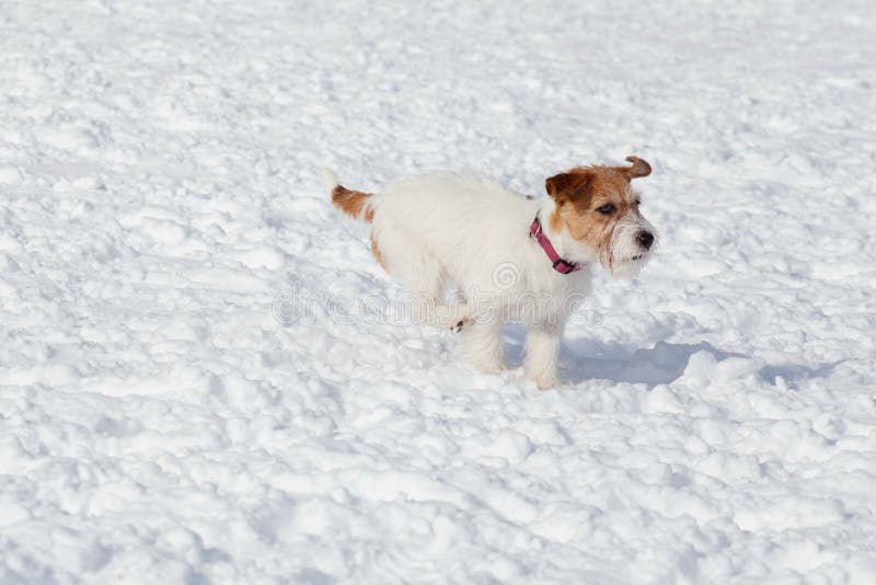 Il cucciolo sveglio del terrier di russell della presa sta correndo sulla neve bianca Animali da compagnia fotografie stock libere da diritti Il cucciolo sveglio del terrier di russell della presa sta correndo sulla neve bianca Animali da compagnia fotografie stock libere da diritti