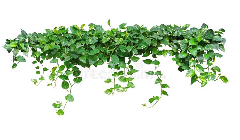 Heart shaped leaves vine, devil`s ivy, golden pothos, isolated on white background, clipping path included. Heart shaped leaves vine, devil`s ivy, golden pothos, isolated on white background, clipping path included