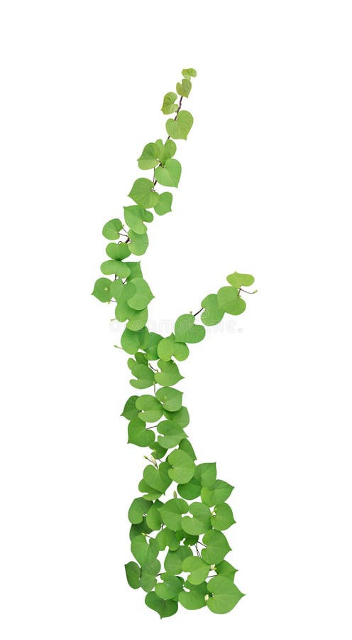 Heart shaped green leaves with bud flower climbing vines tropical plant isolated on white background, clipping path. Heart shaped green leaves with bud flower climbing vines tropical plant isolated on white background, clipping path