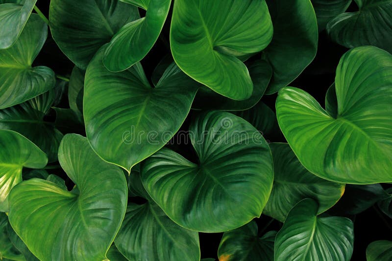 Heart shaped green leaves of Homalomena plant growing in wild, tropical leaf nature pattern on dark background. Heart shaped green leaves of Homalomena plant growing in wild, tropical leaf nature pattern on dark background.