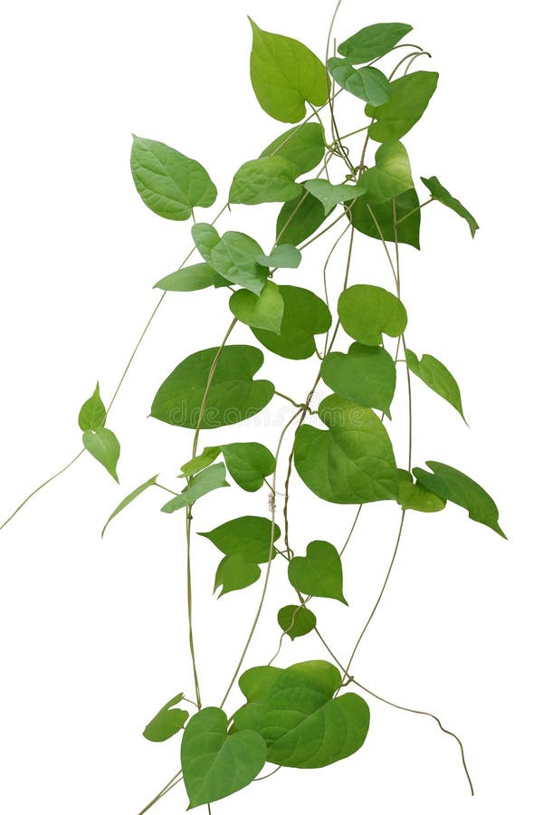 Heart shaped green leaves climbing vines isolated on white background, clipping path included. Cowslip creeper, medicinal plant. Heart shaped green leaves climbing vines isolated on white background, clipping path included. Cowslip creeper, medicinal plant.