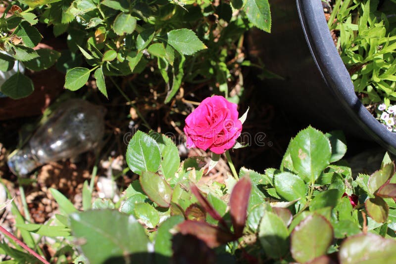 Il damasco è aumentato rosa di fine di Magnoliophyta fotografia stock libera da diritti