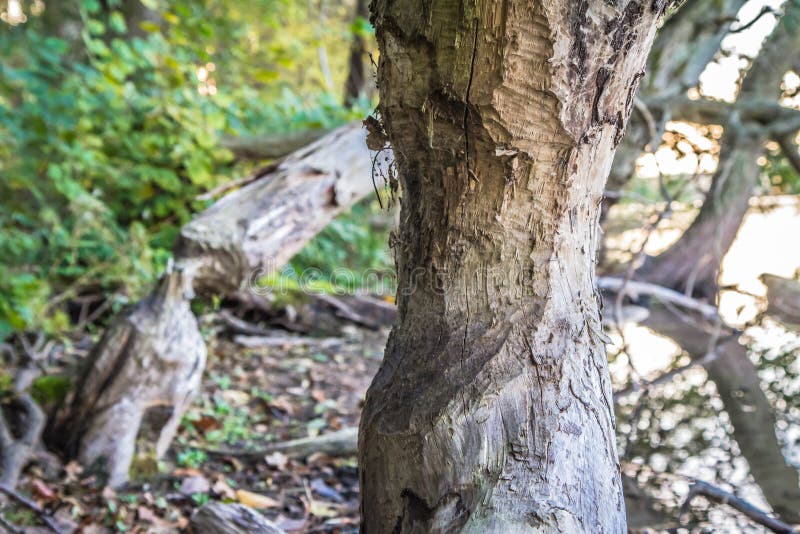 Trees damaged by beavers in a forest. Trees damaged by beavers in a forest