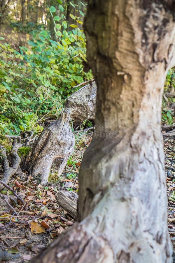 Trees damaged by beavers in a forest. Trees damaged by beavers in a forest