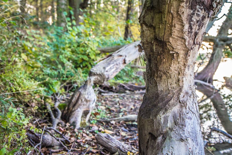 Trees damaged by beavers in a forest. Trees damaged by beavers in a forest