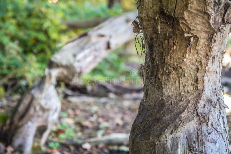 Trees damaged by beavers in a forest. Trees damaged by beavers in a forest