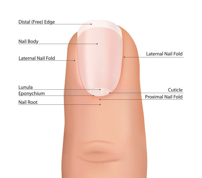 Il dito ha dettagliato l'anatomia dell'unghia su un fondo bianco. Vettore dell'unghia. Il dito ha dettagliato l'anatomia dell'unghia su un fondo bianco. Vettore dell'unghia.