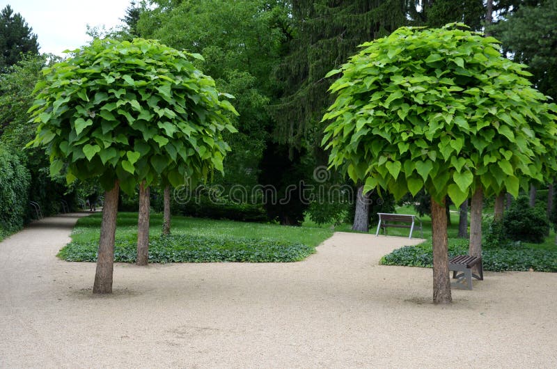 Il est bas avec de grandes feuilles. les feuilles en forme de coeur sont vert clair à vert moyen. l'arbre conserve une copropriété images stock