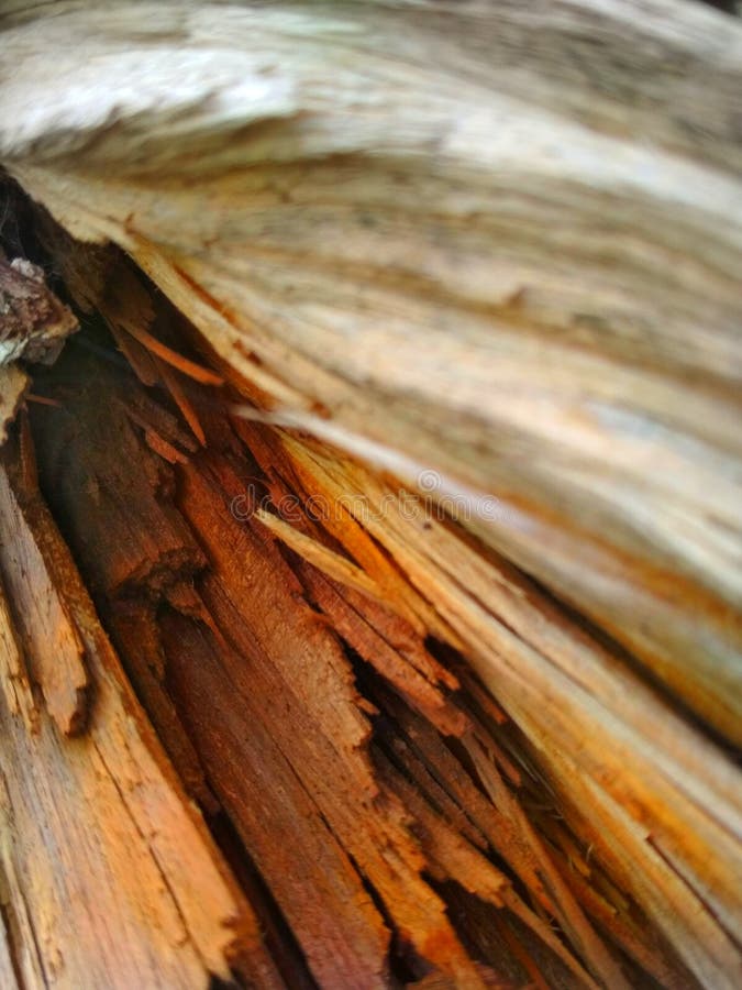 Il est en bois en Inde photographie stock Il est en bois en Inde photographie stock