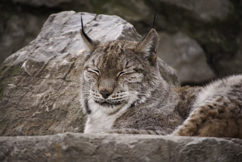 Il eurasian di Lynx sonnecchia fotografie stock Il eurasian di Lynx sonnecchia fotografie stock