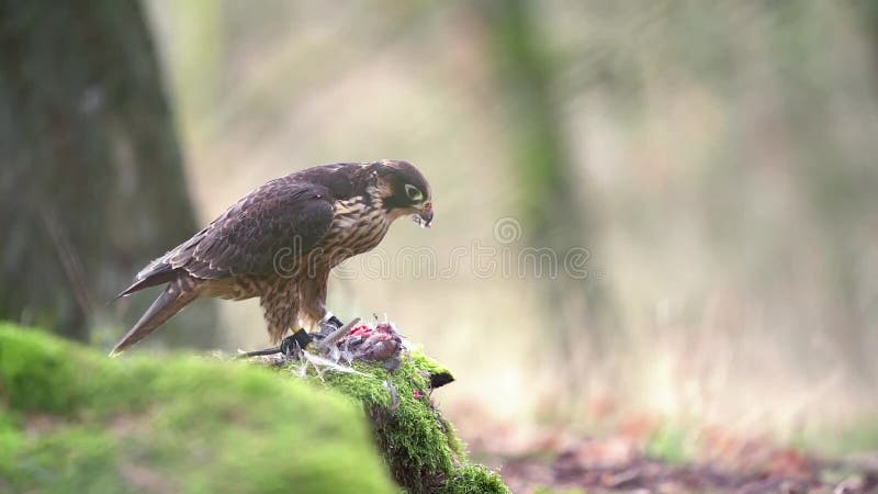 Il falco di Peregrine sta lacerando la sua preda Lento movimento di un uccello preda Falconato