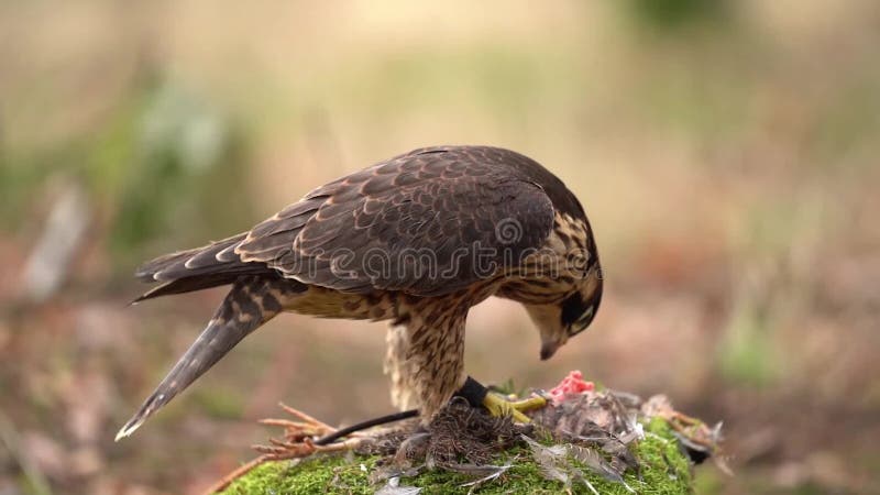 Il falco di Peregrine sta lacerando la sua preda Lento movimento di un uccello preda Falconato