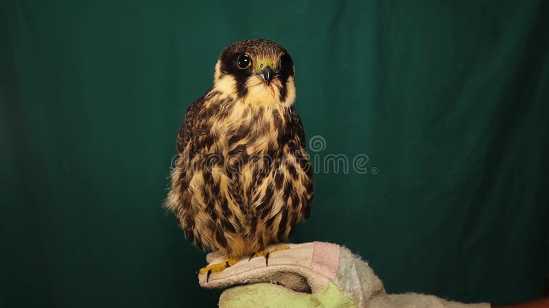 Il falconer tiene un falco sulla sua mano ghiacciata. hobby isolate in verde