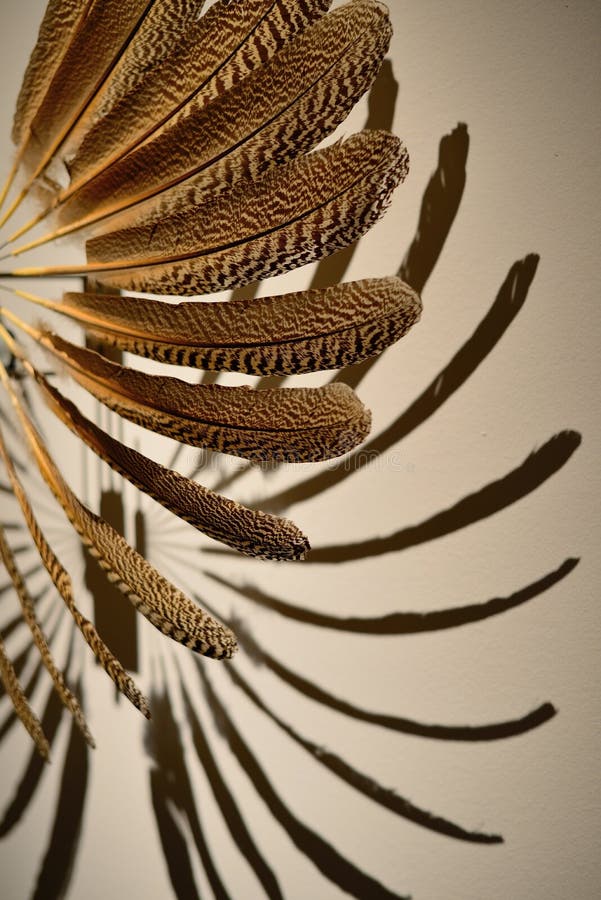 Il ventaglio fatto di piume colorate fotografia stock libera da diritti