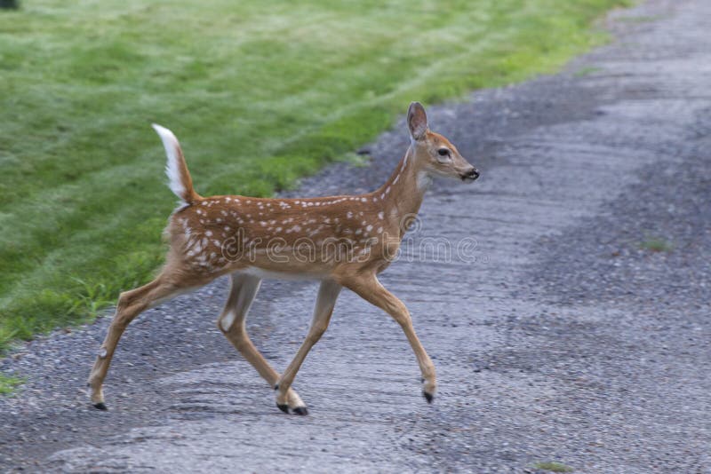 A small fawn crosses the pathway near grass. A small fawn crosses the pathway near grass.